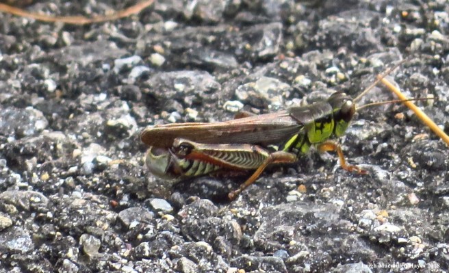 3-red-legged grasshopper