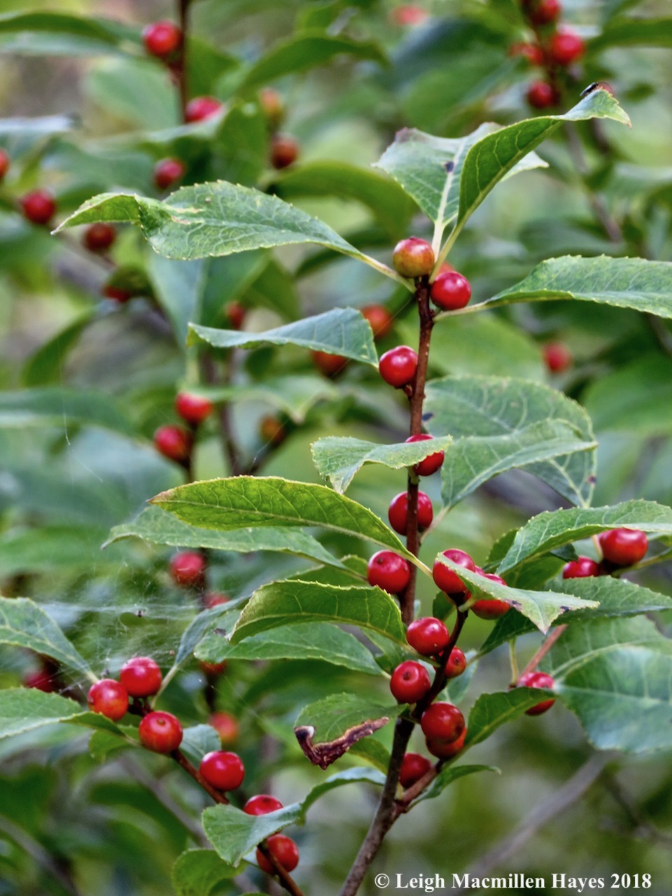 3-winterberry