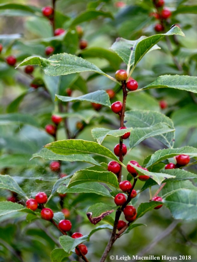 3-winterberry