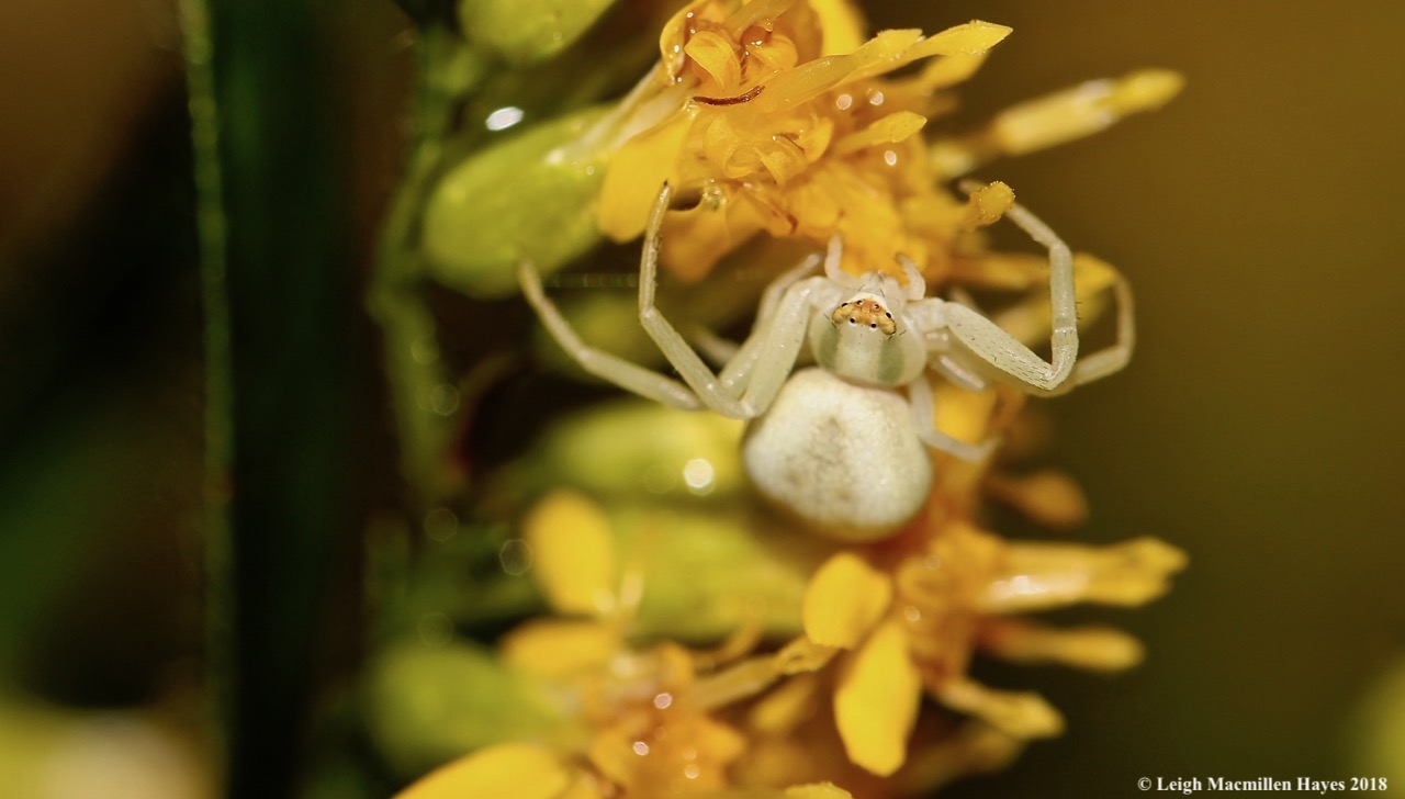 30-crab spider