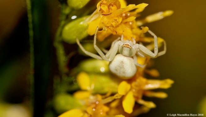 30-crab spider