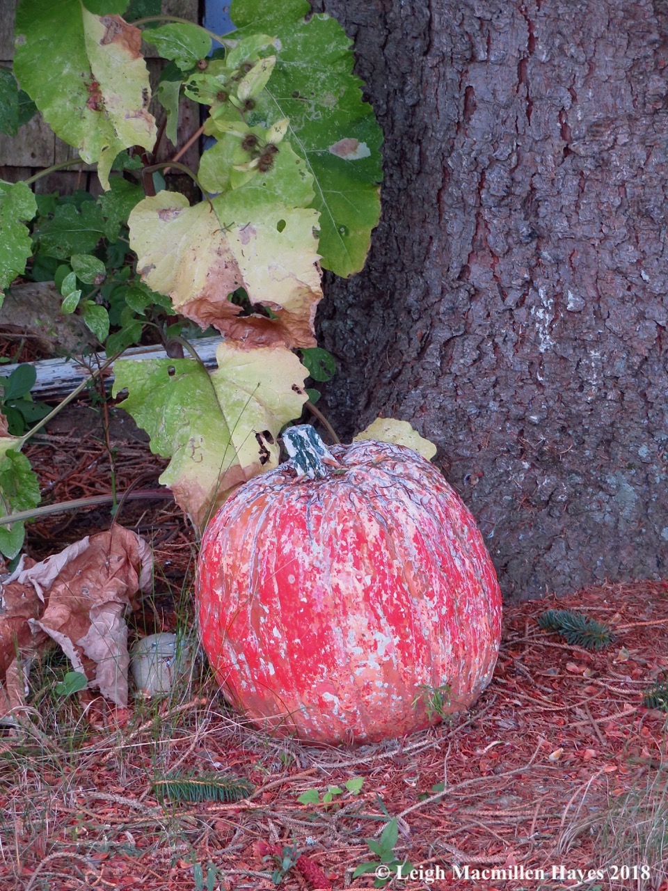 32-head start on Halloween