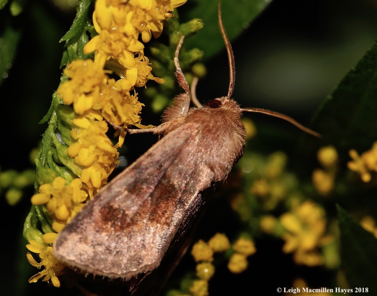 33-forage looper moth