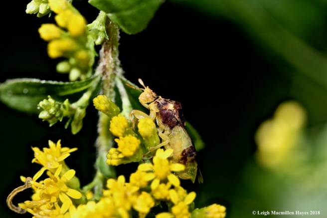 39-half-inch worm and ambush bug