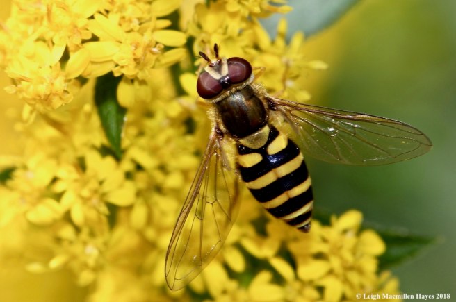 39a-hover fly