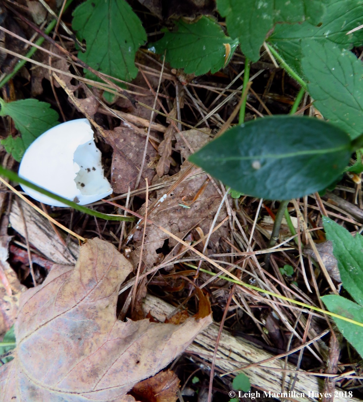 4-black-capped chickadee egg?