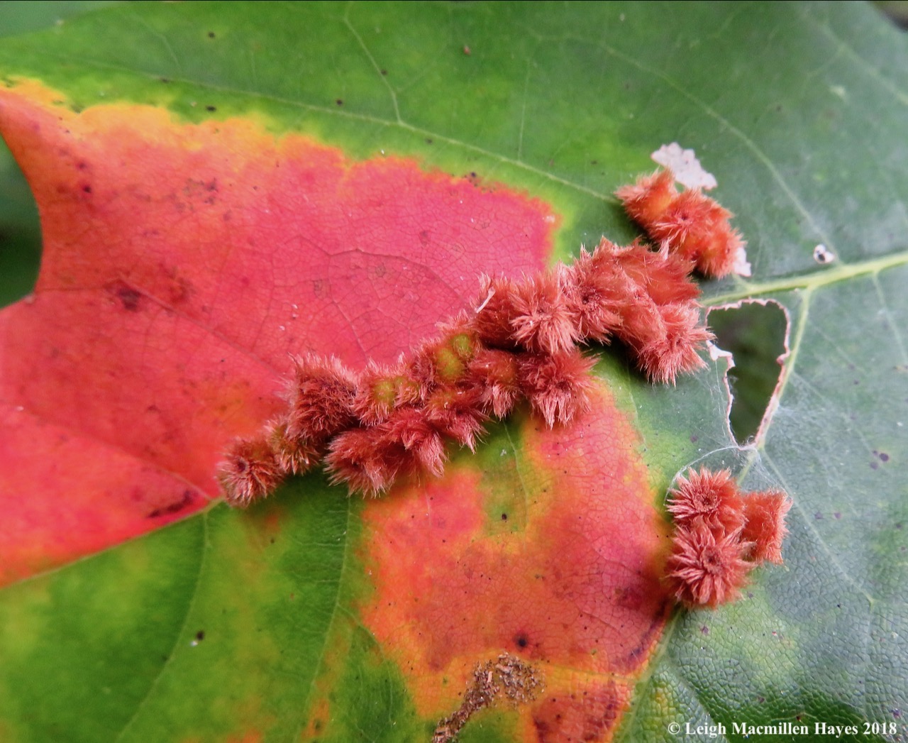 4-crystalline tube gall on red oak