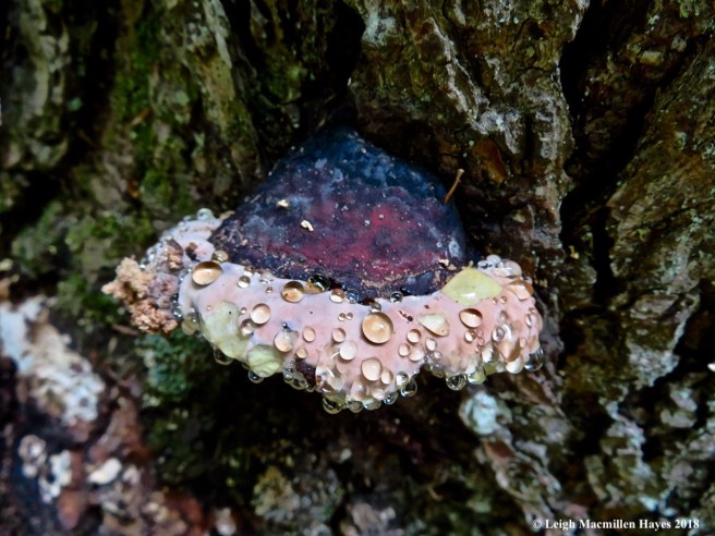 4-red-belted polypore appearing to sweat