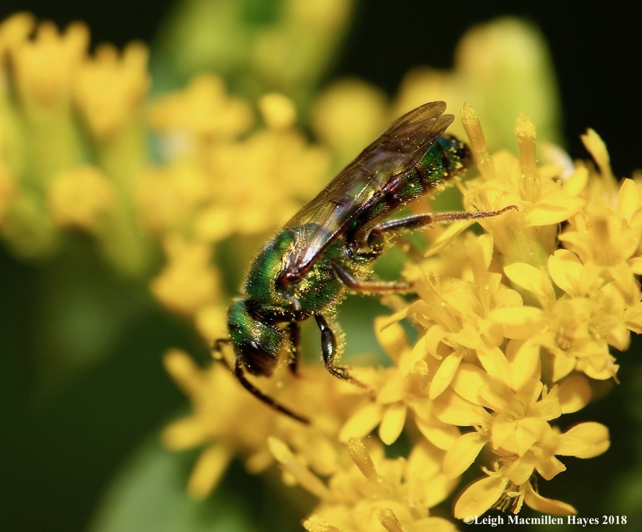40a-metallic green sweat bee