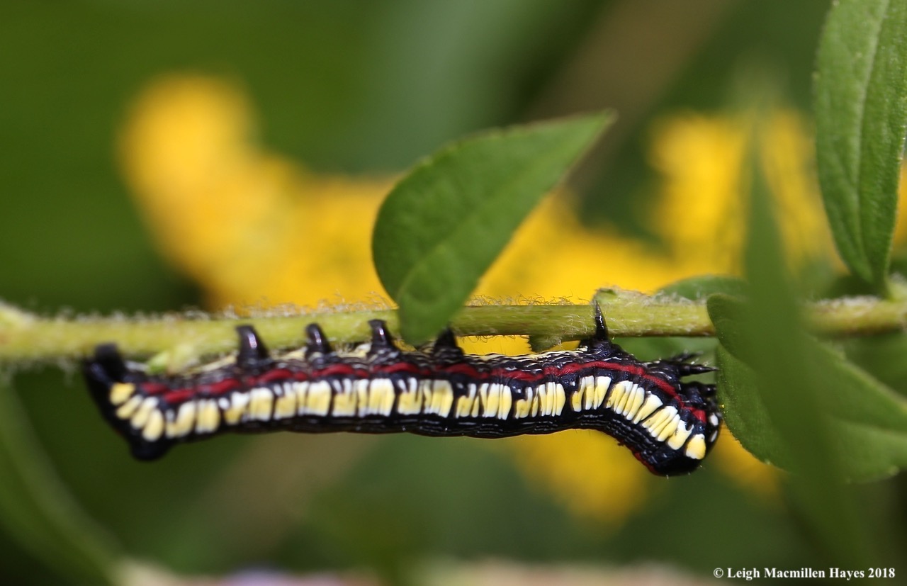 43-larvae of brown-hooded owlet moth