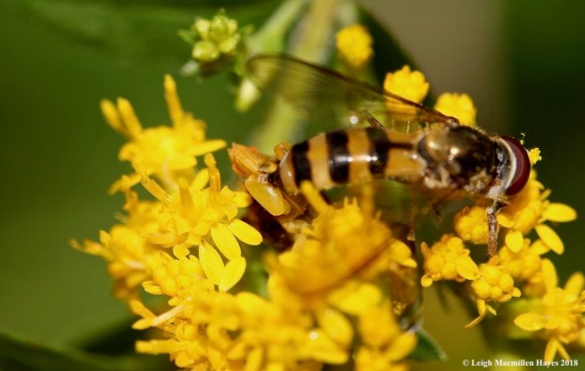46-ambush dining on hover fly