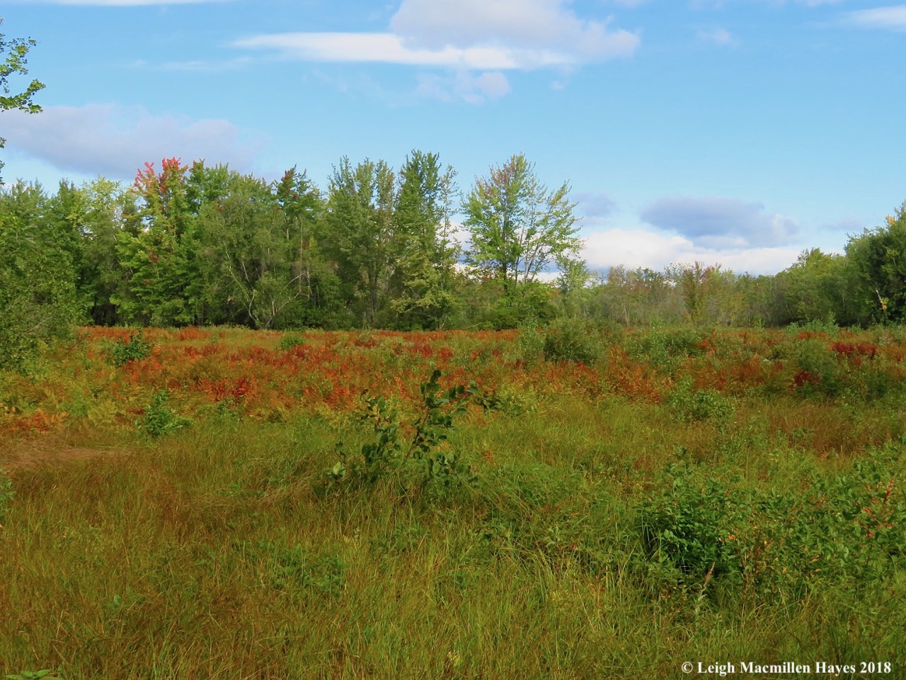 5-colors in the field