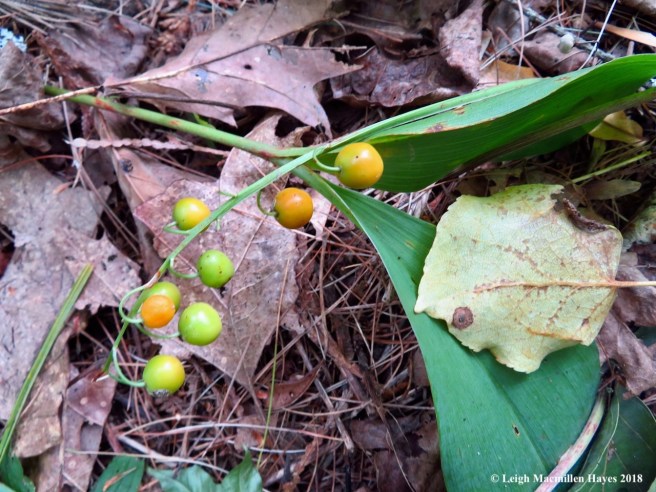 5-lily of the valley surrounding foundation