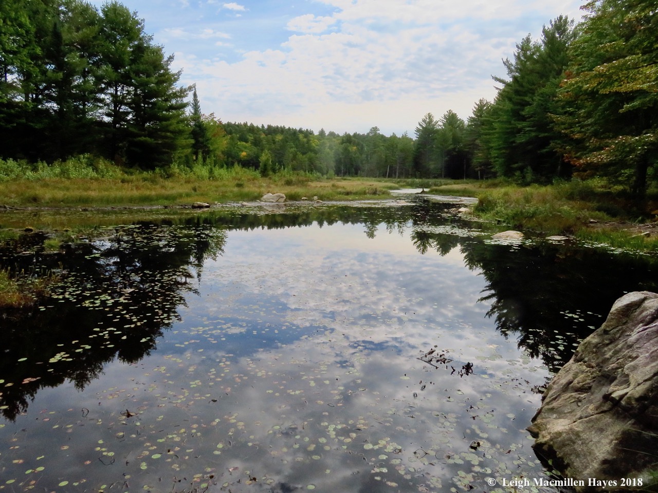 6-beaver pond