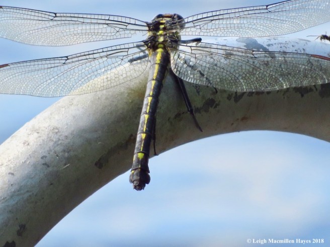 6a-lancet clubtail dragonfly