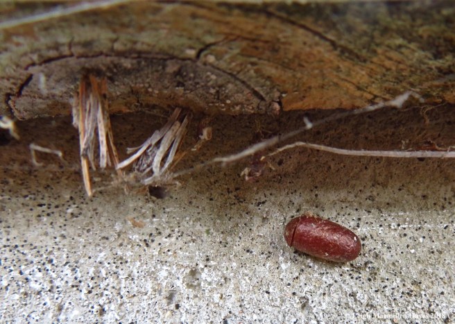 7-bag worms and pupal case of a pine sawfly
