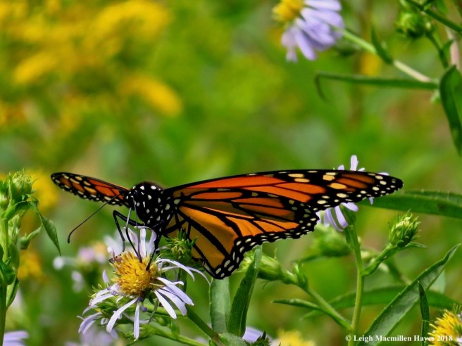 7-monarch on aster