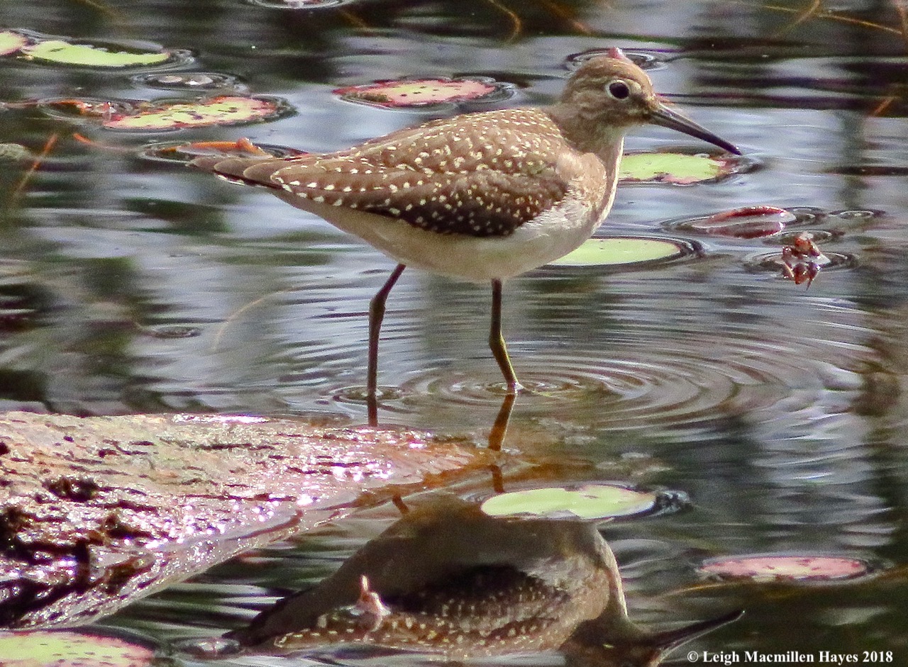 7-solitary sandpiper