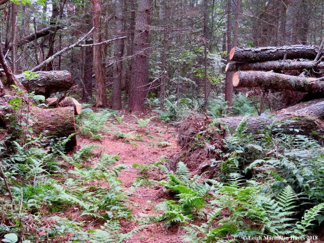 7-walking through blowdown