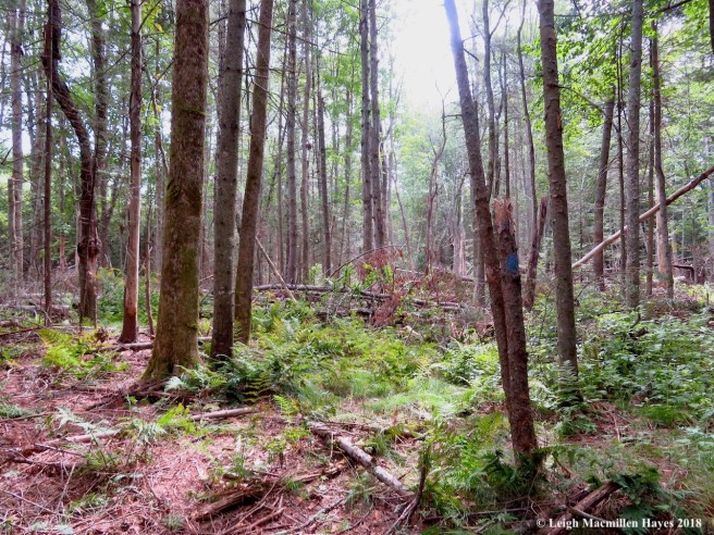 8-destruction everywhere