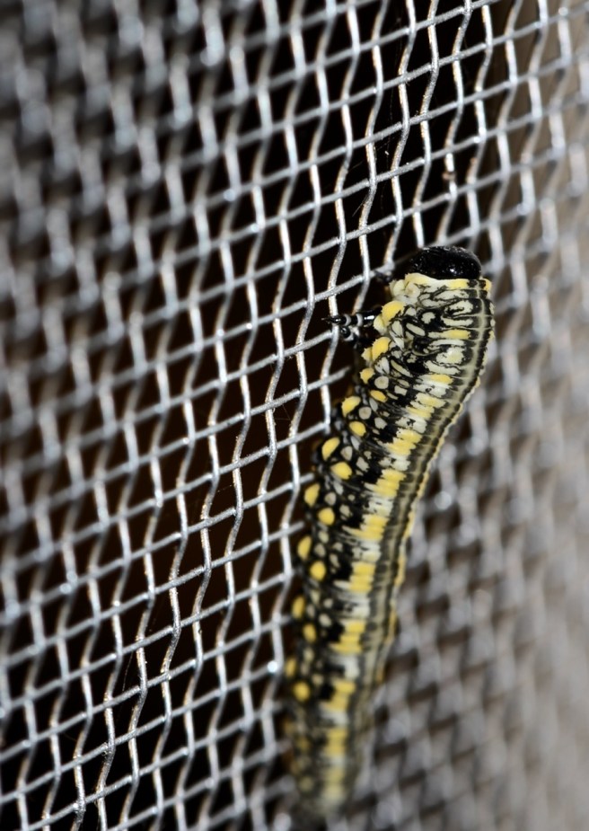 8-pine sawfly caterpillar on screen