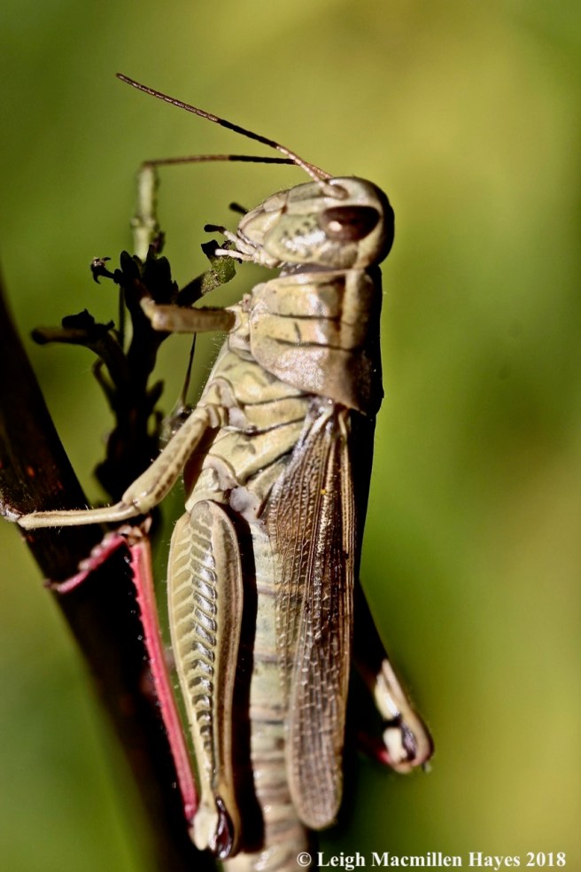 8-red-legged grasshopper