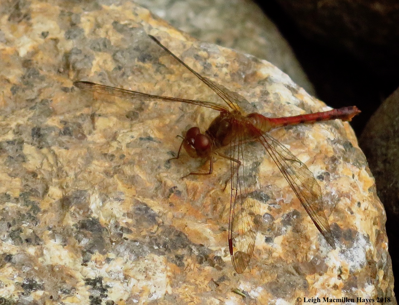 9-autumn meadowhawk