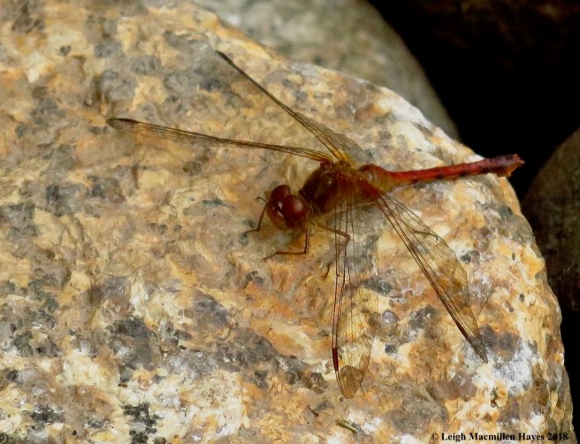 9-autumn meadowhawk