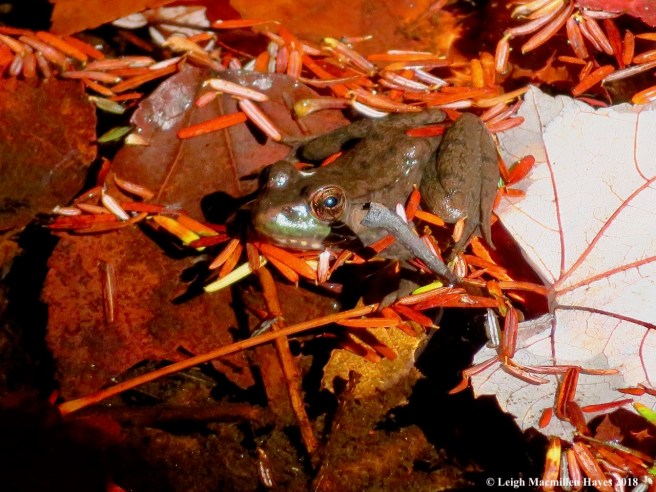 9-green frogin sucker Brook