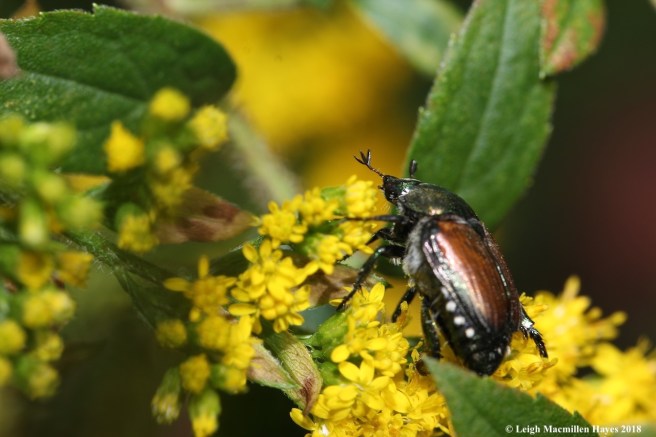 9-Japanese Beetle