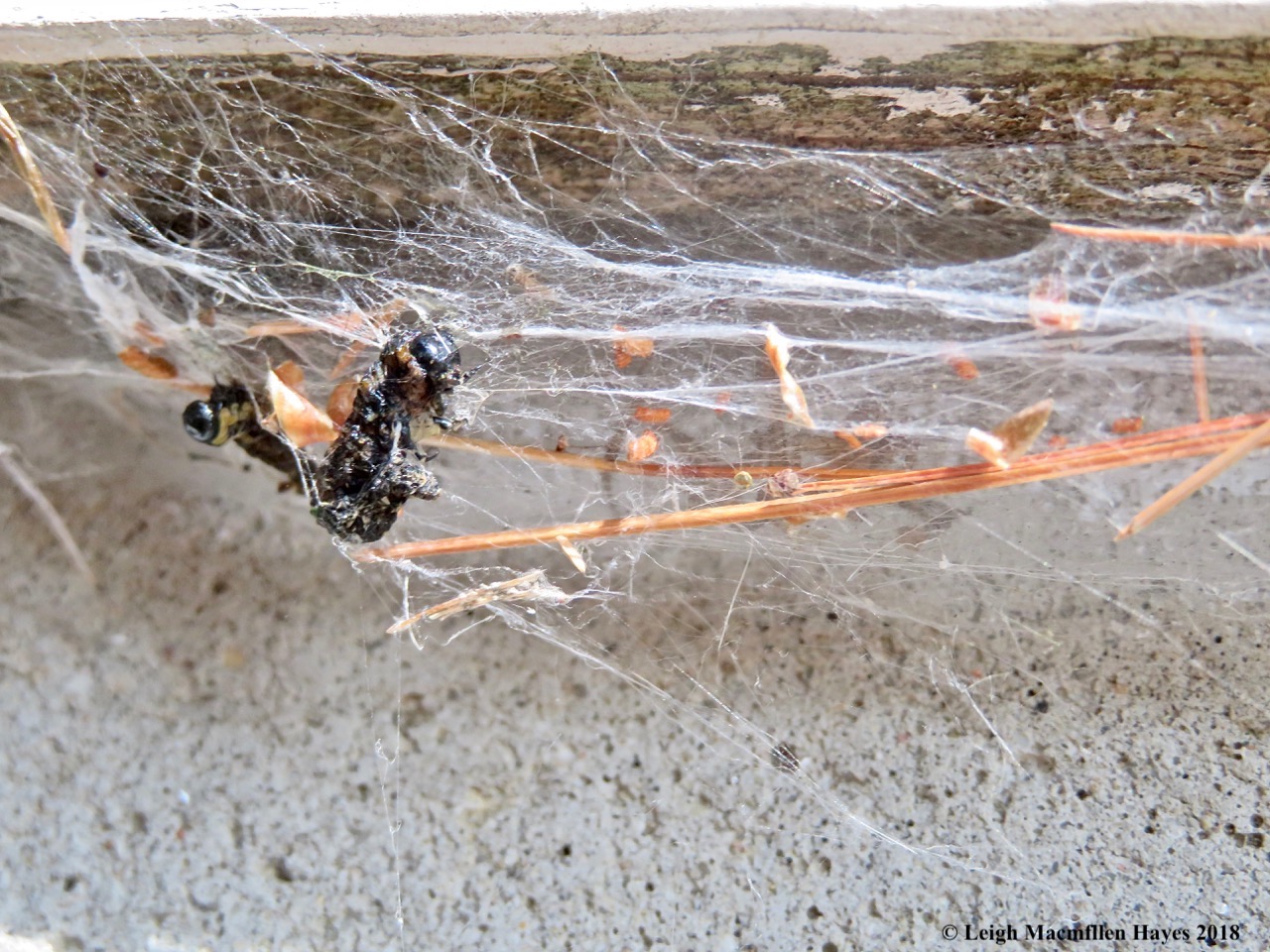 9-pine sawfly caterpillars