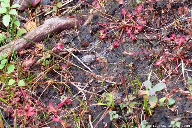9-sundews, both round-leaved and spatula-leaved