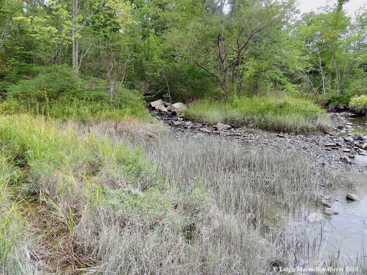 j30-below the dam--low tide