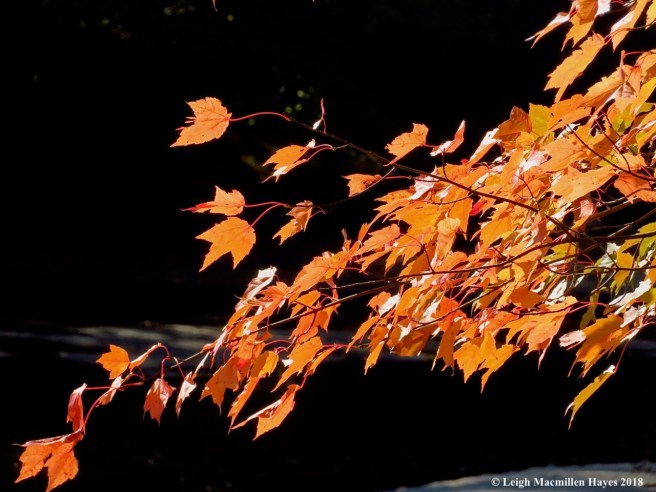 10-red maple leaves