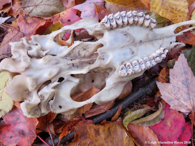 11-deer skull