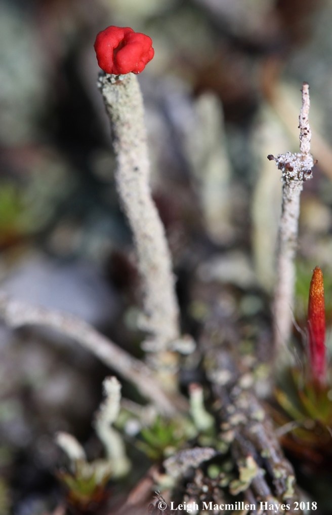 11-lipstick powderhorn