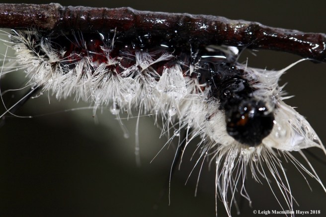 12-hickory tussock moth caterpillar