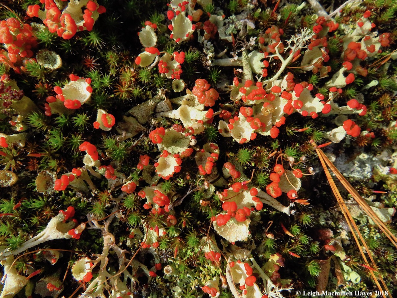 12-red-fruited pixie cups