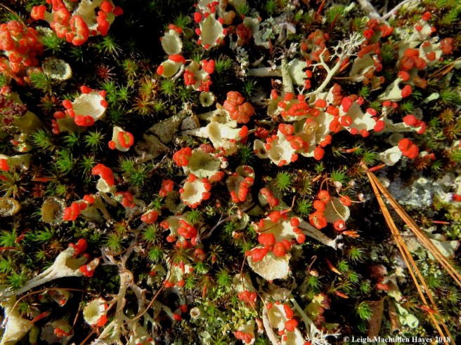 12-red-fruited pixie cups