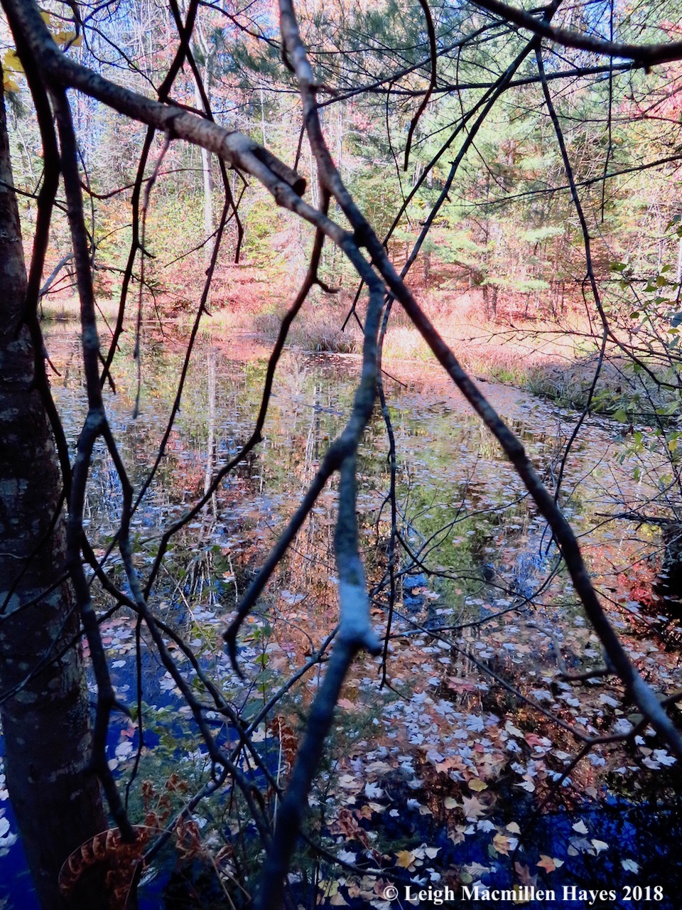12-small pond stained glass window