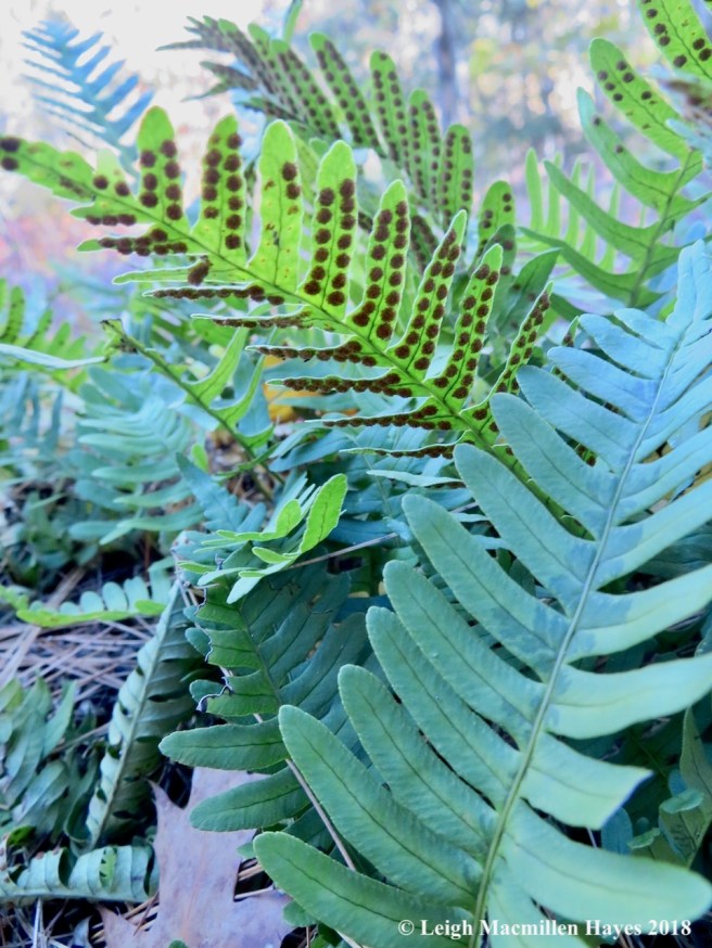 13-polypody ferns