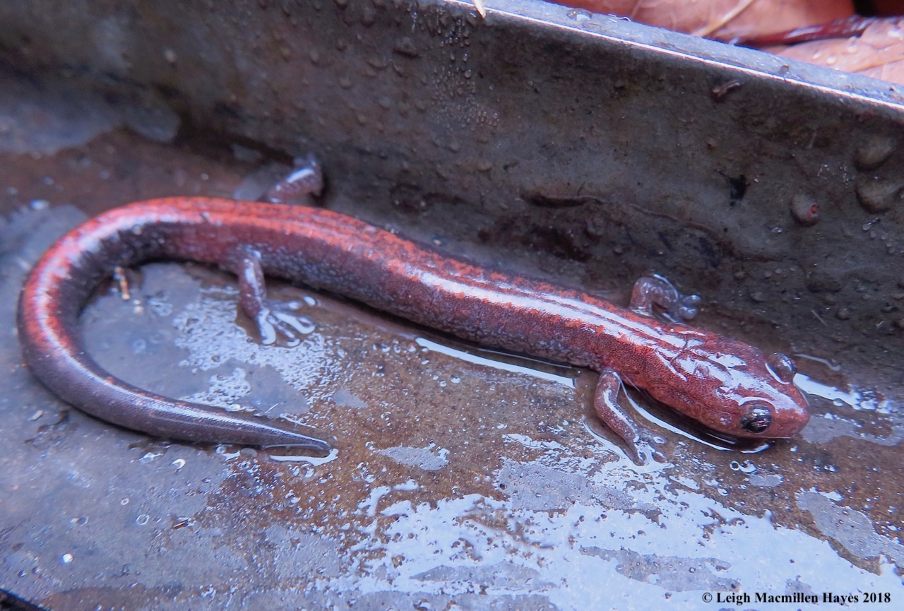 13-red-backed salamander