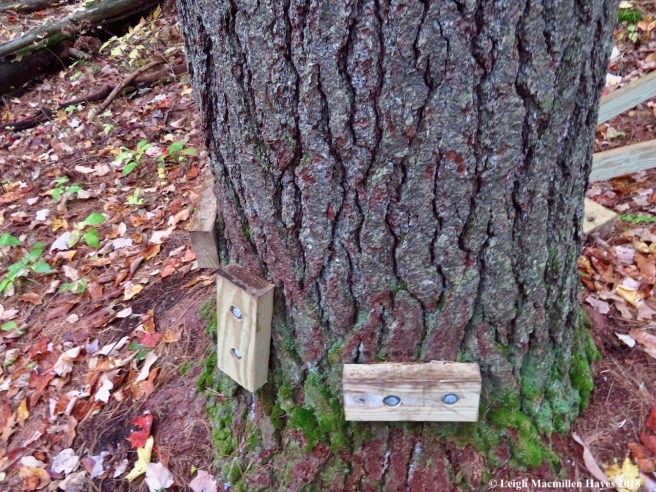 14-around the white pine