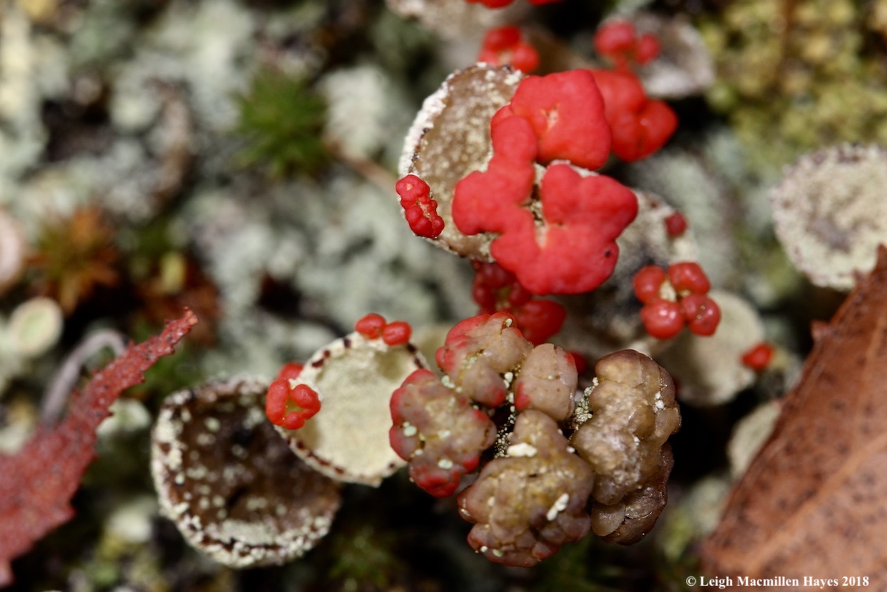 14-red-fruited brown