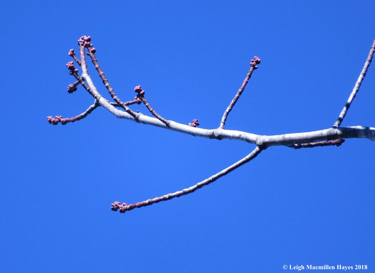 14-red maple flower and leaf buds awaiting
