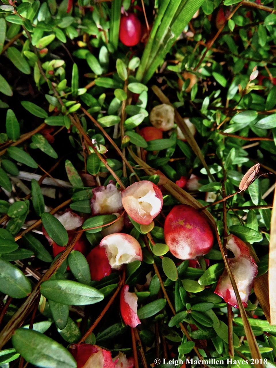 14-some nibbled cranberries