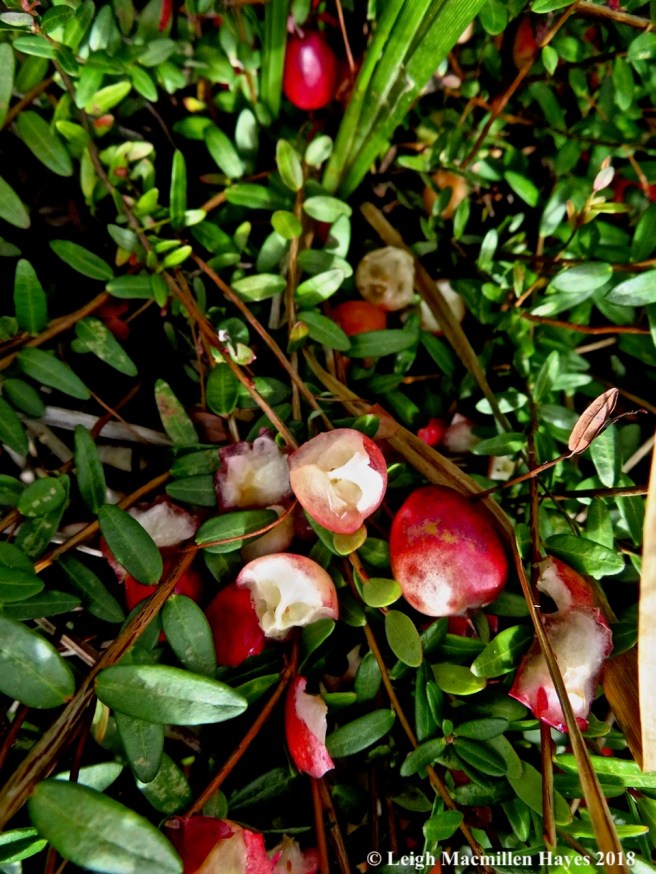 14-some nibbled cranberries