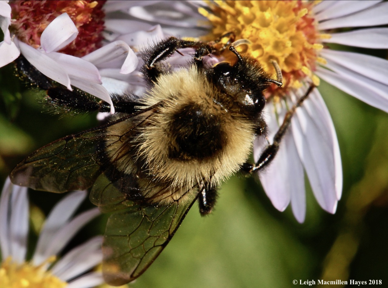 15-bumblebee pollination