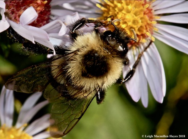15-bumblebee pollination
