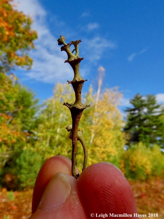 16- Ladder Lichen Cladonia verticillata